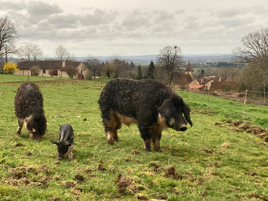 Mangalitza Coppa