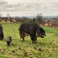 Mangalitza Lomo