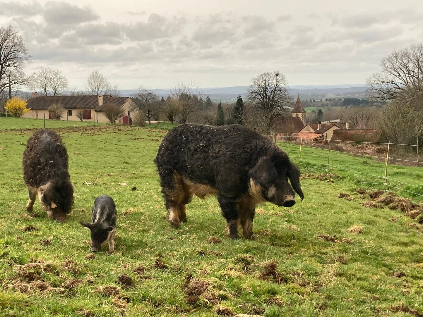 Mangalitza Lomo